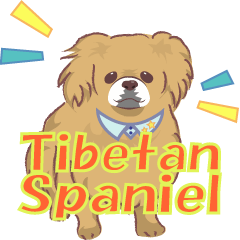 Tibetan spaniel