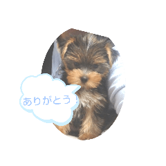 tonton_20200517152444