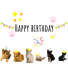 6 cats happy life.