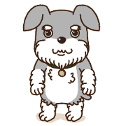 Cute Schnauzer "POMUN"