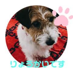 ringo_20200517202529 will2