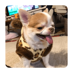 YUME2020 KOMOMO PON PITAO