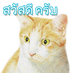 Colored pencil Cat sticker(Thai)
