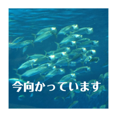 Many animals.byYuto