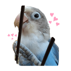 julie lovebird jubjub