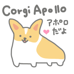 Happy Corgi Apollo