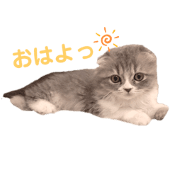 こねこのししゃも Lineクリエイターズスタンプ Stamplist