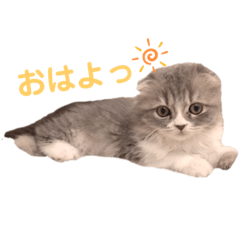 kitty-shishamo
