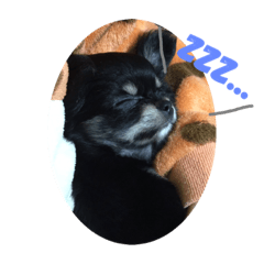 longcortchiwawa
