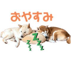 Lovely Cute shibainu Genji & Tamao