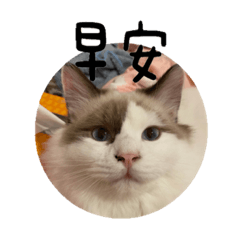 四隻不是貓是豬