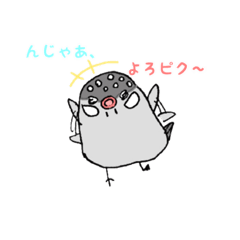 One day Java sparrow