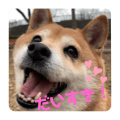koro the dog