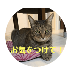 Melon_20200518151602