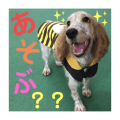 My dog -momo-