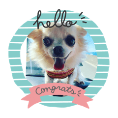 sophia_20200518151531 Chihuahua is cute
