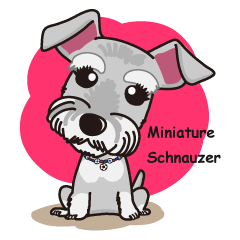 Miniature Schnauzer named Chacha.