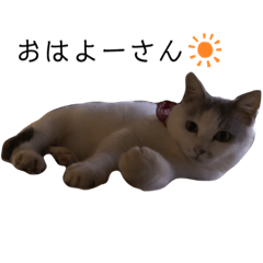 Japanese cat Reichan