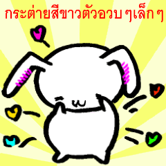 A little thick white rabbit [Thailand]