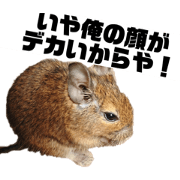 hard boiled degu mochimaru