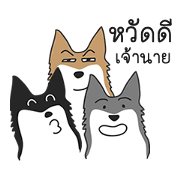 Siberian HuskyTH