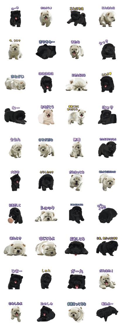 Dog of white and black