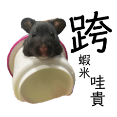 阿皮語錄(常用語)