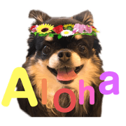 Momo chan of chihuahua Part1