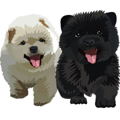 Chow chow of white and black E