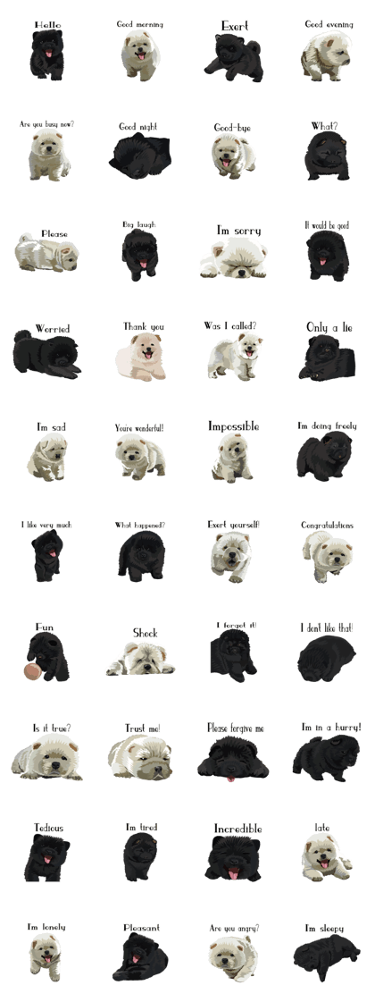 Chow chow of white and black E