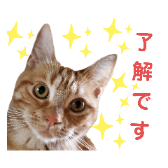 cats stamps haru