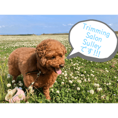 Sally_20200507203612