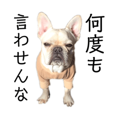 french bulldog malulu2