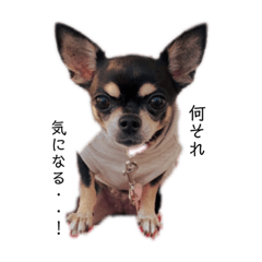 Chihuahua black and tan