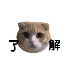 A scotch cat named MUGI daily sticker