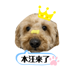 波波來了！