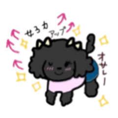 cute black toy poodle "COKE"