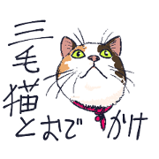 Tortoiseshell cat 2