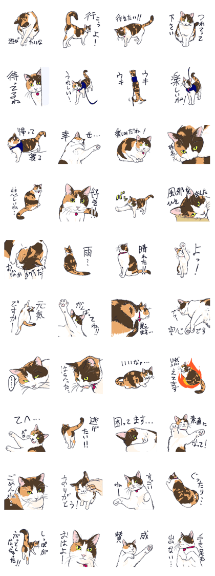 Tortoiseshell cat 2