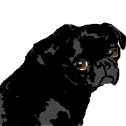 black pug