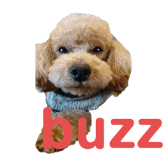 kero_buzz4