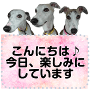 Cute Whippets 8th "message"