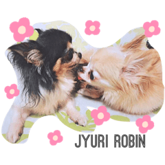 everyday togetter little dogs