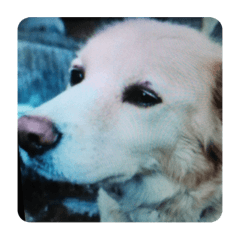 ringo_20200519234018