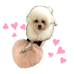 panda_202005192315141