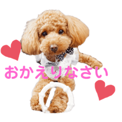 Apricot_Toy Poodle Puppy