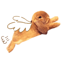 Chachamaru_kun