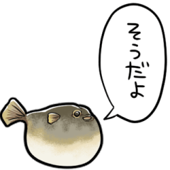 talking blowfish