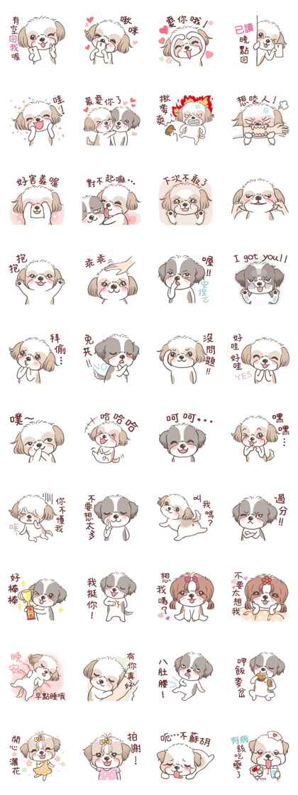 King & Bow 2 (Lovely Shih Tzu)