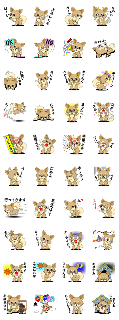 Cute Chihuahua dog
